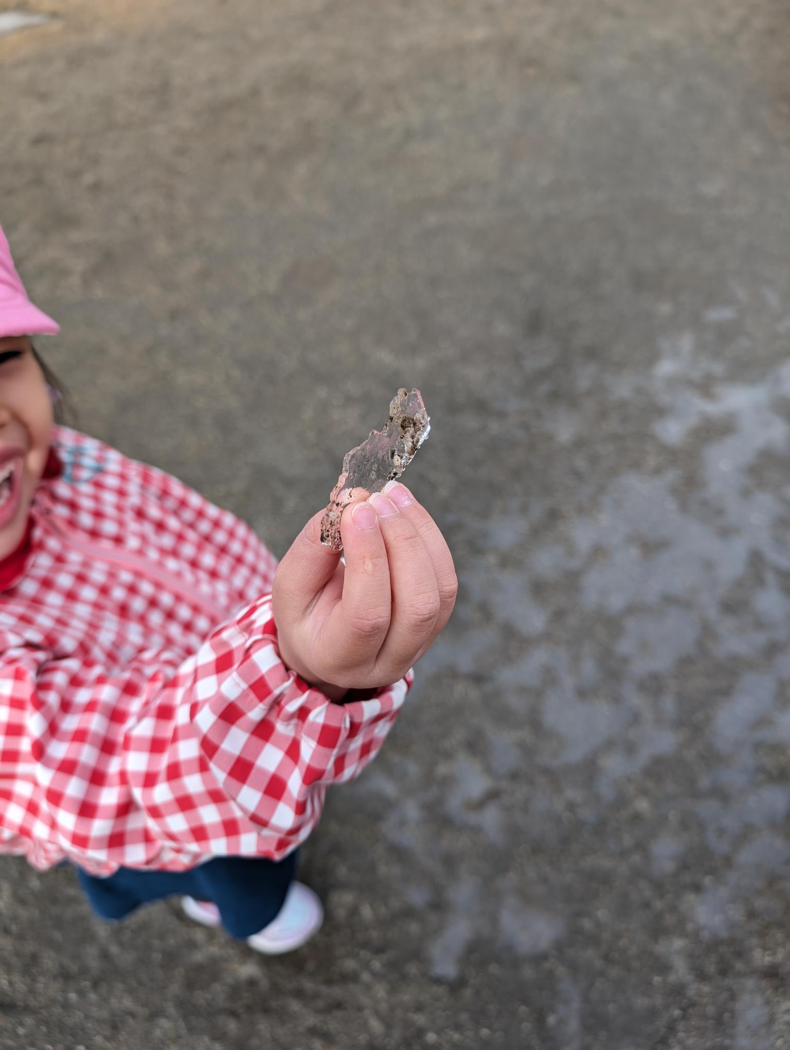 保育園の園庭に氷がはりました　